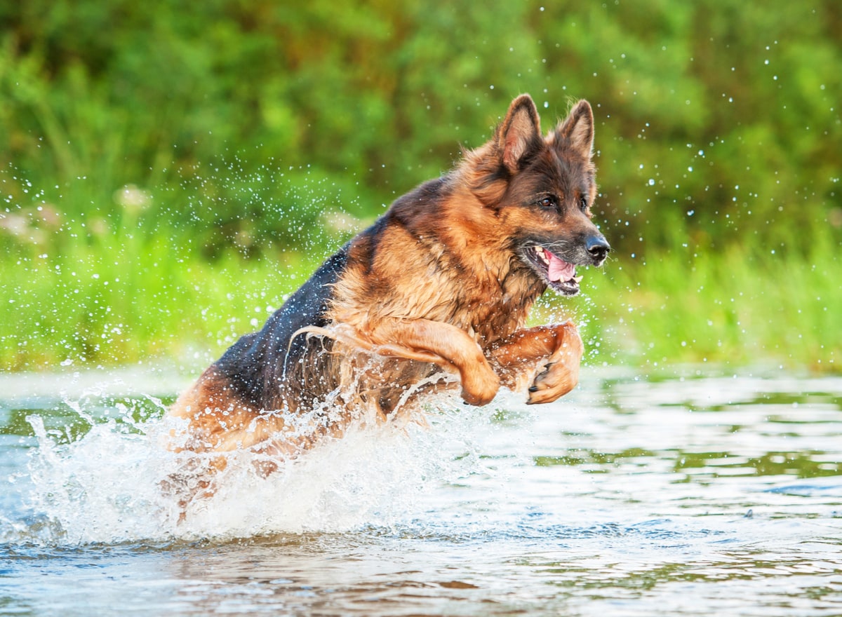 Schäferhund beim Sprung ins Wasser