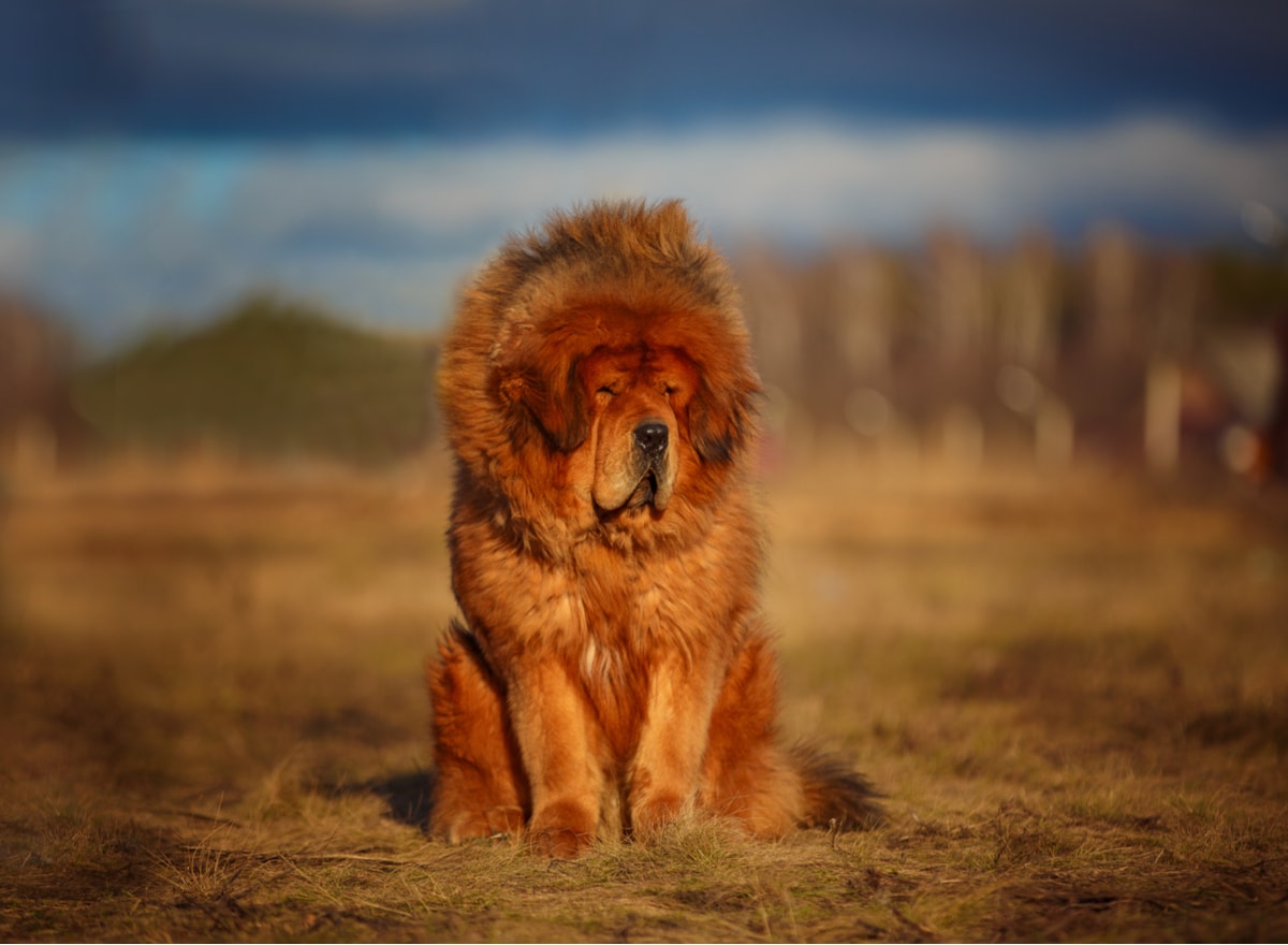 Tibet Mastiff teuerste Hunderasse der Welt