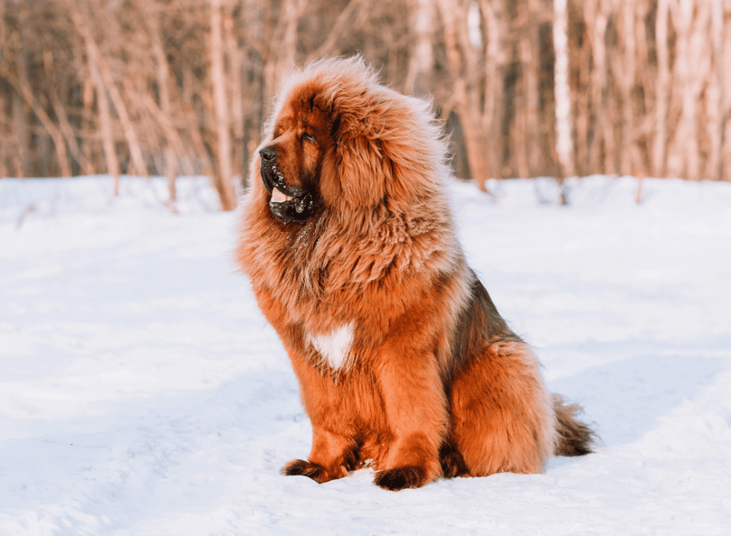 Tibetan Mastiff teuerster Hund der Welt